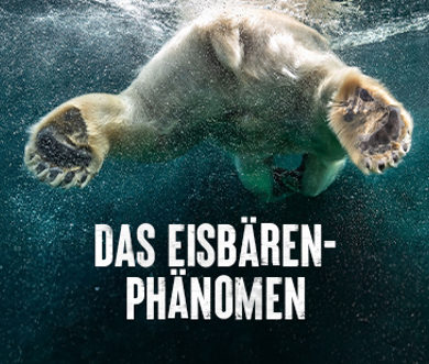 Magazinübersicht Artikel 387X310 1 Eisbär
